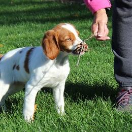 Brittany Puppies from Lockridge Brittanys