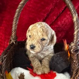 Stand by Me - Cream male Poodle puppy in Hemet, California from Vallevistadoodles