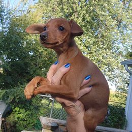 Girl 6 - Red female Miniature Pinscher puppy in Momence, Illinois from Rock of Ages Kennel