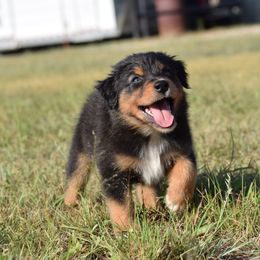 Spur - Black tri-color male Australian Shepherd puppy in Stillwater, Oklahoma from Kennel de Fowler