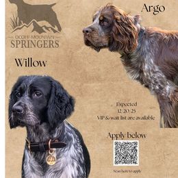 English Springer Spaniel puppies from Ocoee Mountain Springers