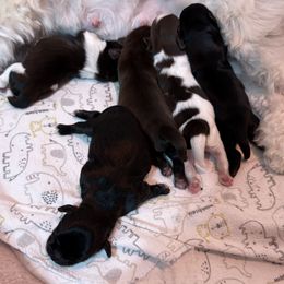 Shih Tzu puppies from Christy's Shih Tzus