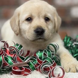 Eggnog - Yellow male Labrador Retriever puppy in Dixon, California from Rosslyn Labradors (Rose-Line)