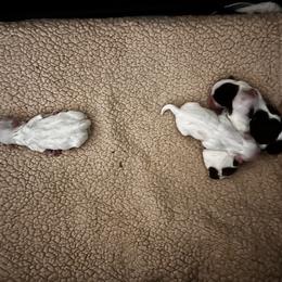 Shih Tzu puppies from Kelly Clark's Shih Tzu