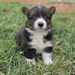 Female 2 - Black and white female American Corgi puppy in Portland, North Dakota from Sliding stop corgis