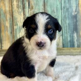 Savannah - Black tri-color female Australian Shepherd puppy in Beaverdam, Virginia from Cimmarun Farm Aussies