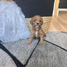 Ravioli - Brown female Cavapoo puppy in Gap, Pennsylvania from Coles Cavapoo’s