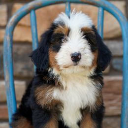 Bernedoodle Puppies from Down Home Doodle