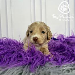 Rogue - White female Companion Cross puppy in Utah County, Utah from Big Hearted Breeders