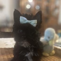 Yorkshire Terrier puppies from Shirley's Yorkipoos and Yorkshire Terriers
