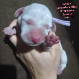 Espeon (Lavender collar) - White and liver brown female Dalmatian puppy in Raymondville, Missouri from Wagner's Dalmatian's