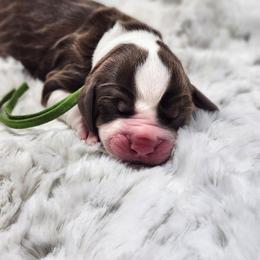 Boinga - Tri-Roan female English Springer Spaniel puppy in Westover, Maryland from Sterling's springer Haven