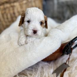 Atlas - Blenheim male Cavapoo puppy in Natural Bridge, Virginia from Padgetts Hill Puppies