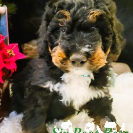 Sir Root Beer - Tri-color male Bernedoodle puppy in Bountiful, Utah from Abidoodles