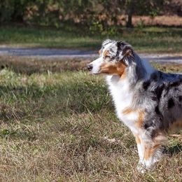 Australian Shepherds from Robin Mcneill