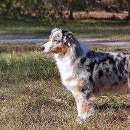 Australian Shepherds from Robin Mcneill