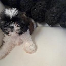 Mochi - Black gold and silver female Shih Tzu puppy in Monrovia, California from Sunrise Shihtzu Blossom