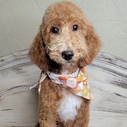 Halo (Purple Collar) - Red  female Goldendoodle puppy in Scurry, Texas from 07 Seven Oaks Goldens and Doodles