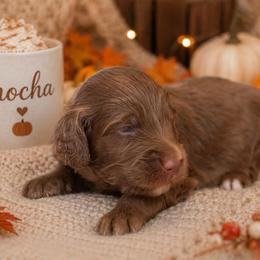 Mocha - Brown and white male Bernedoodle puppy in Spartanburg, South Carolina from Southern Magnolia Bernedoodles