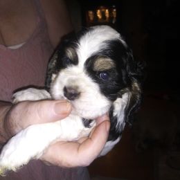 Cocker Spaniel Puppies from Hartwell Cocker Spaniel Kennel