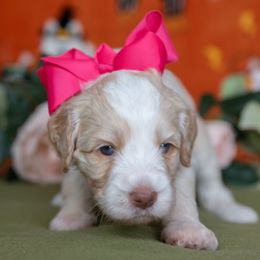 Pink Girl - Caramel female Australian Labradoodle puppy in Statesville, North Carolina from Rose Cottage Labradoodles