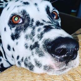 Dalmatians from 101 Dew Dream Valley Dalmatians