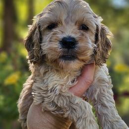 Daisy - Buff and white female Cockapoo puppy in Mocksville, North Carolina from Hunting Creek Kennels & Farm