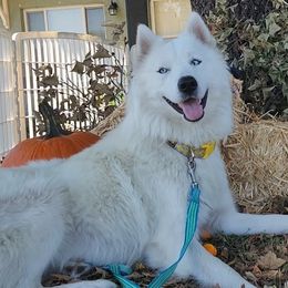 Nikita - Siberian Husky