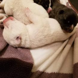 Japanese Akitainu Puppies from Four Seasons Akita (Shikisou)