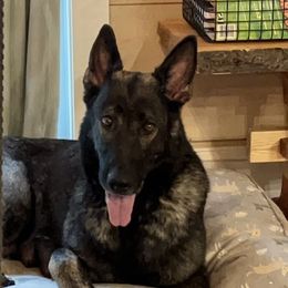 Gitta - German Shepherd