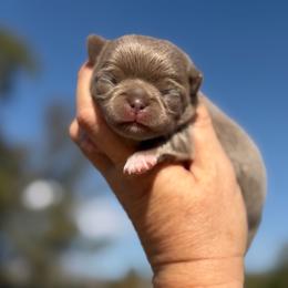 Vanya - Chocolate blue female Chihuahua puppy in Newport Beach, California from Exotic City Pomeranians and chihuahuas