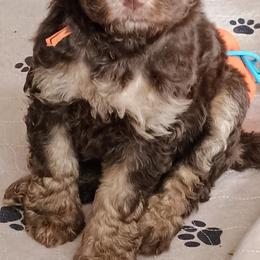 Grace - Phantom female Bernedoodle puppy in Marion County, Ohio from Hatten Homestead Kennels