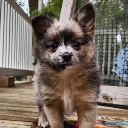 Allie - Blue merle female Pomeranian puppy in Pass Christian, Mississippi from Cristina Cammarota