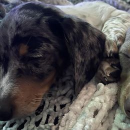 Dachshunds from DachshyVerse