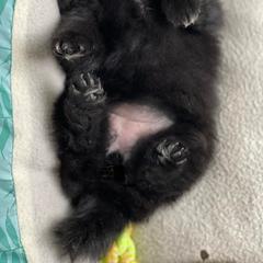 German Spitz Puppies from Legacy Kennels Michigan