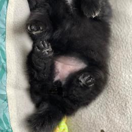 German Spitz Puppies from Legacy Kennels Michigan