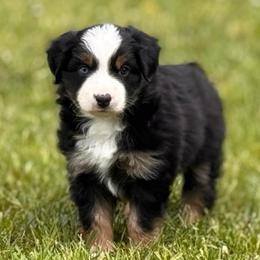 Abe - Black tri male Miniature Australian Shepherd puppy in Athol, Idaho from Northern Aussies