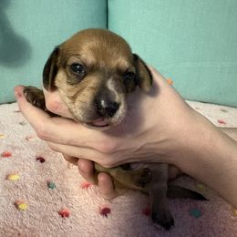 Orange - Fawn (isabella) and tan male Dachshund puppy in Live Oak, Florida from The Weenie Herd Mom