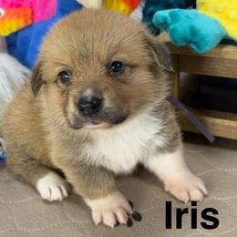 Iris - Sable female Pembroke Welsh Corgi puppy in Apison, Tennessee from Ashmore Corgis