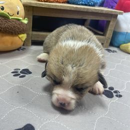 Barry - Sable male Pembroke Welsh Corgi puppy in Apison, Tennessee from Ashmore Corgis