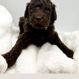 Poodle Puppies from Triangle Standards