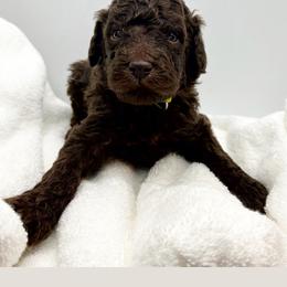 Poodle Puppies from Triangle Standards