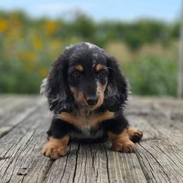 Hugo is 3800 dollars - Black and tan male Dachshund puppy in Crystal, Michigan from Mare-bella Dachshunds