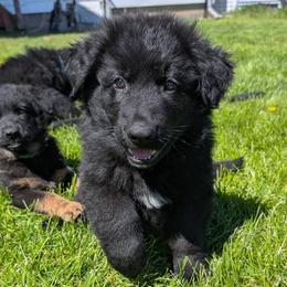 Neo - Black male German Shepherd puppy in Waterloo, New York from Von Nikolaos German Shepherds