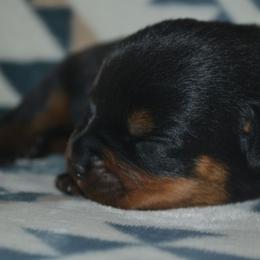 Girl 4 - Black and mahogany female Rottweiler puppy in Ethel, Washington from Titanenheim Rottweilers
