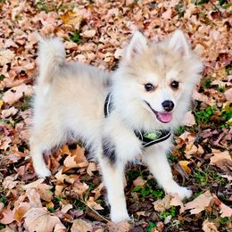 Otto SALE 2500 - Merle male Pomsky puppy in Christiana, Tennessee from Smoky Mountain Pomskies