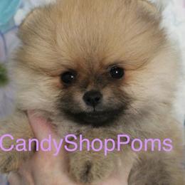 Pomeranian Puppies from Candy Shop Poms