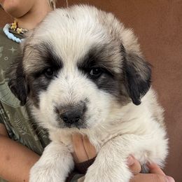 Tapitio - Badger male Colorado Mountain Dog puppy in Cotopaxi, Colorado from Once Upon A Moose (OUM)