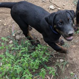 Azul - Black and rust male Beauceron puppy in Austin, Texas from A Mes Cotes