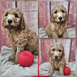 Wiggles - Apricot female Goldendoodle puppy in Harris County, Texas from Cute & Curly Doodles